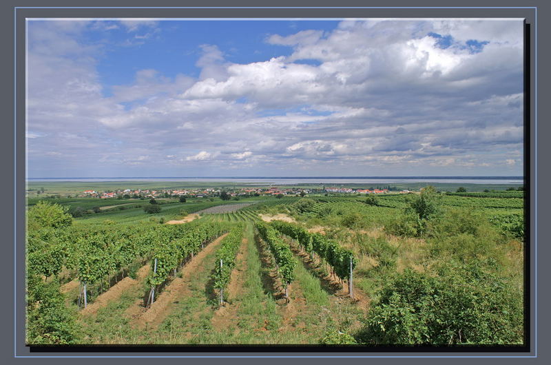 Die Heimat des Winzer Königs