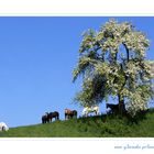 Die Heimat meiner Pferde