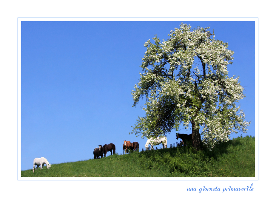 Die Heimat meiner Pferde