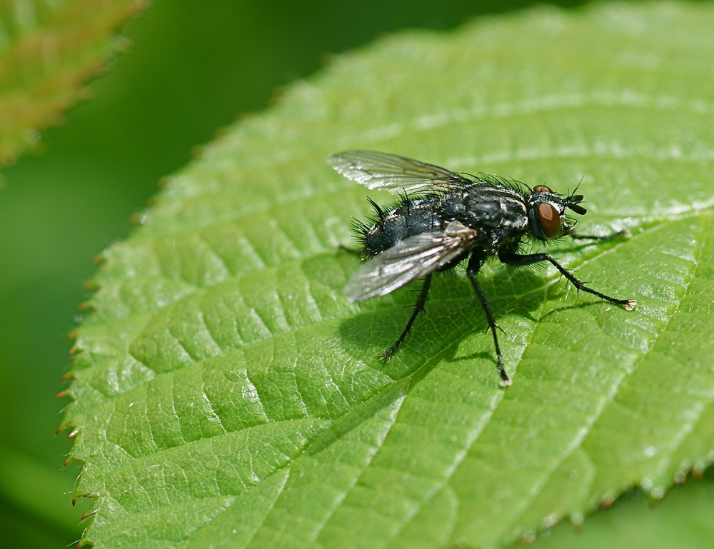die heimische Fliege !!! Foto & Bild tiere, wildlife, insekten Bilder auf