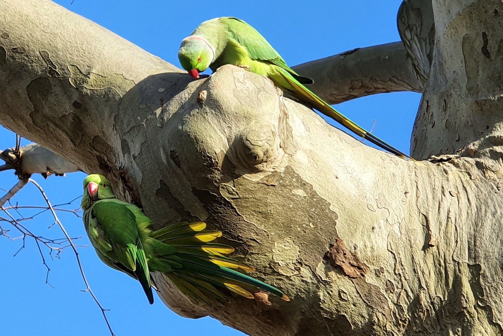 Die „heimische „  Vogelwelt in Mannheim