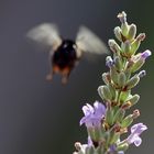 Die Heimsuchung des Insektenaliens