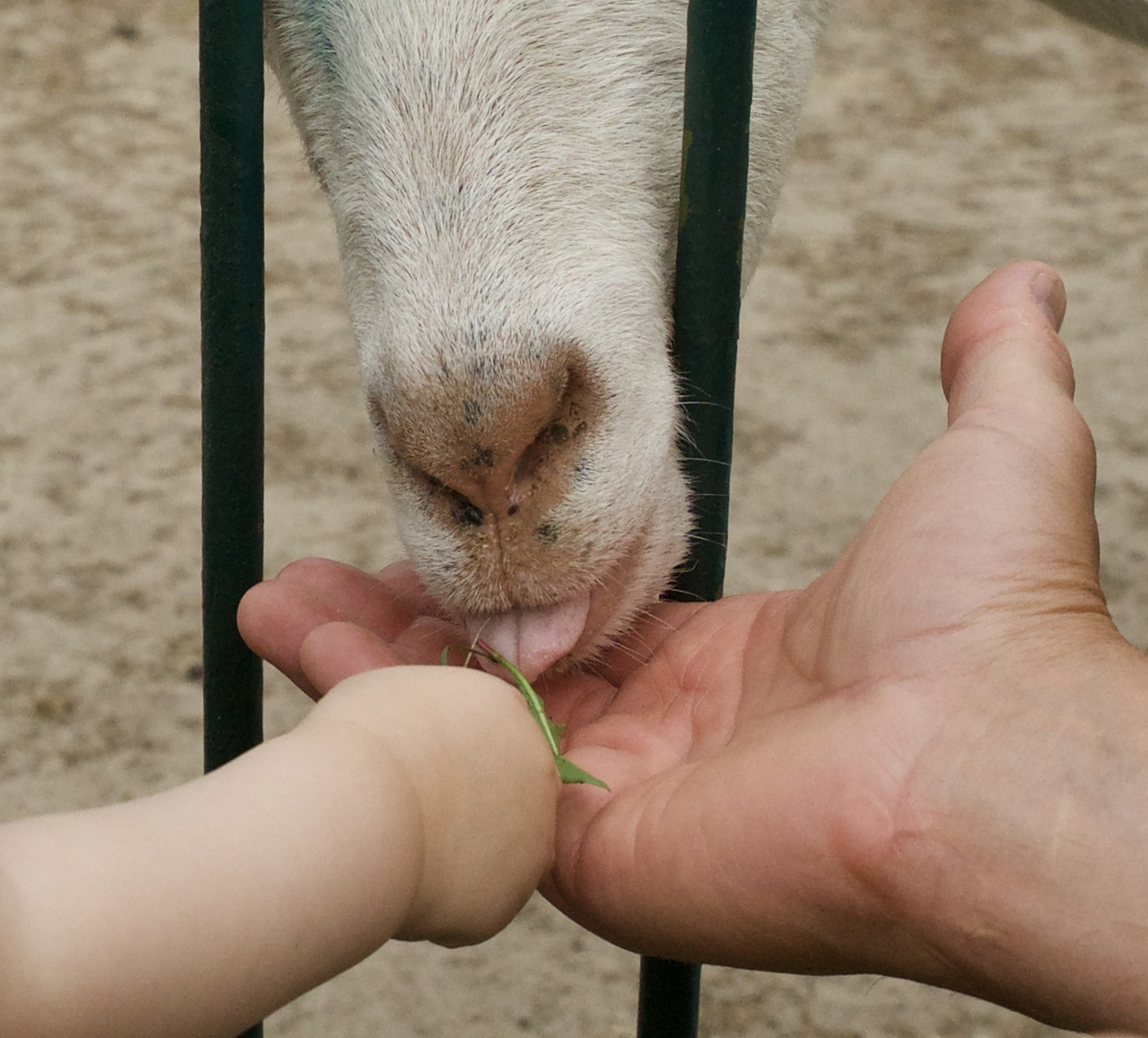 Die helfende Hand