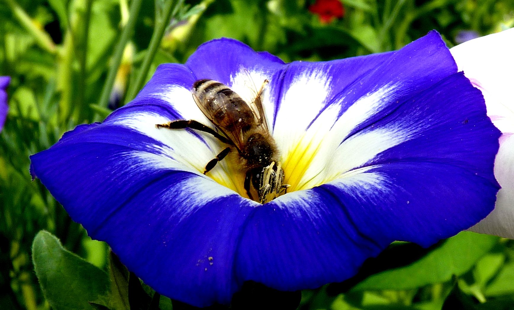 die Helfer der Natur