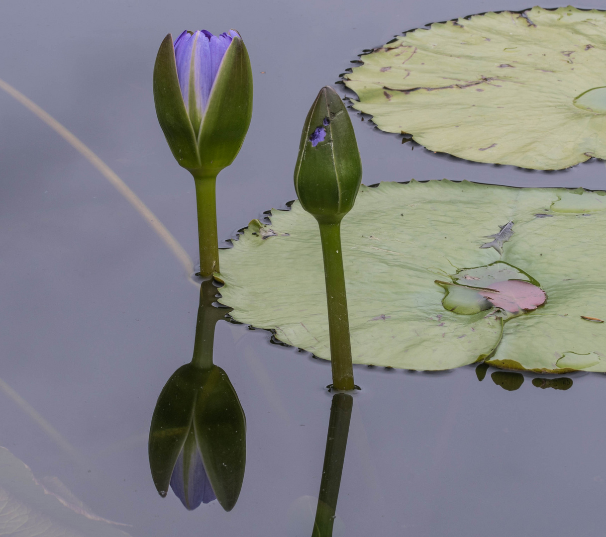 die hellblaue Spiegelung