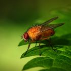 Die helle Hausfliege ( Phaonia pallida )