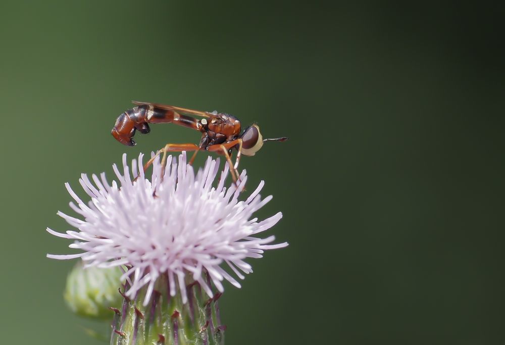 Die Helle Stiel-Dickkopffliege (Physocephala vittata)