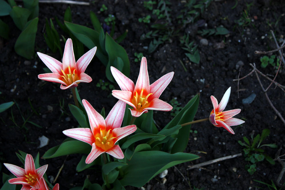 die hellere Tulpenfamilie im Halbschatten