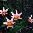 die hellere Tulpenfamilie im Halbschatten