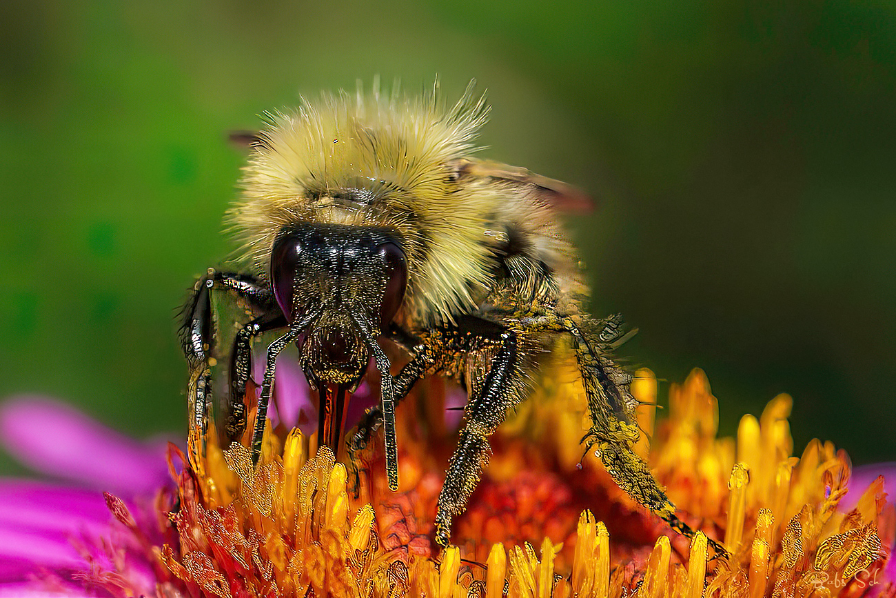 Die Hellgelbe Erdhummel 