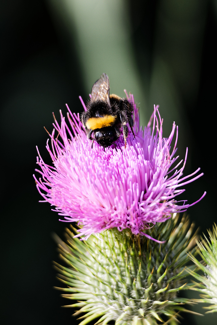 Die hellgelbe Erdhummel ...