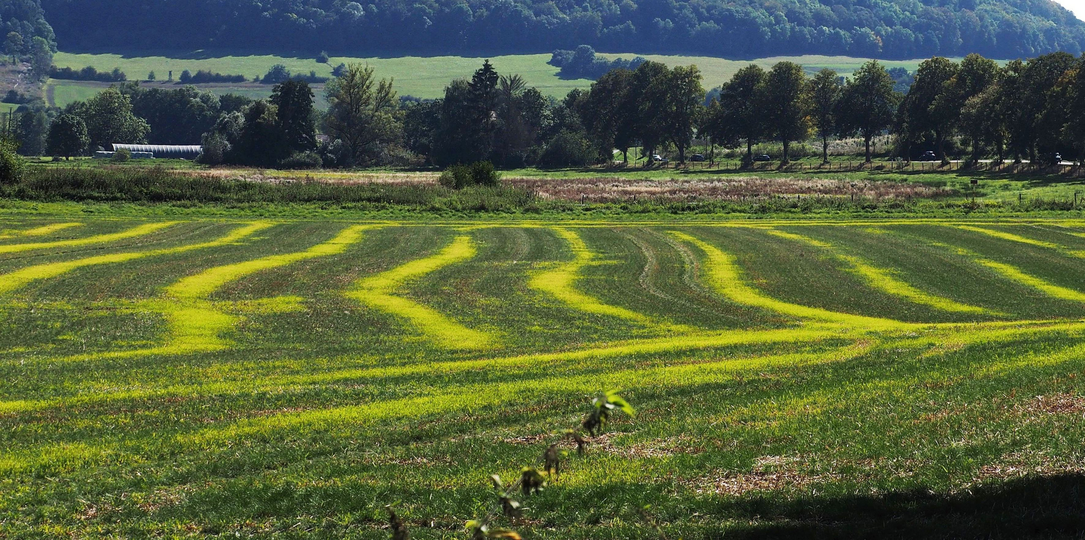 Die hellgrünen Streifen der Wiese