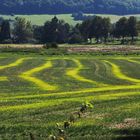 Die hellgrünen Streifen der Wiese