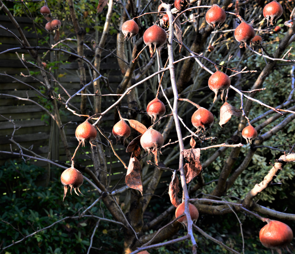 Die Helspel - eine alte Obstsorte in meinem Garten