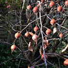 Die Helspel - eine alte Obstsorte in meinem Garten