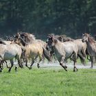 Die Hengste sind frei...Dülmen 2017