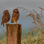 Die Herausforderung