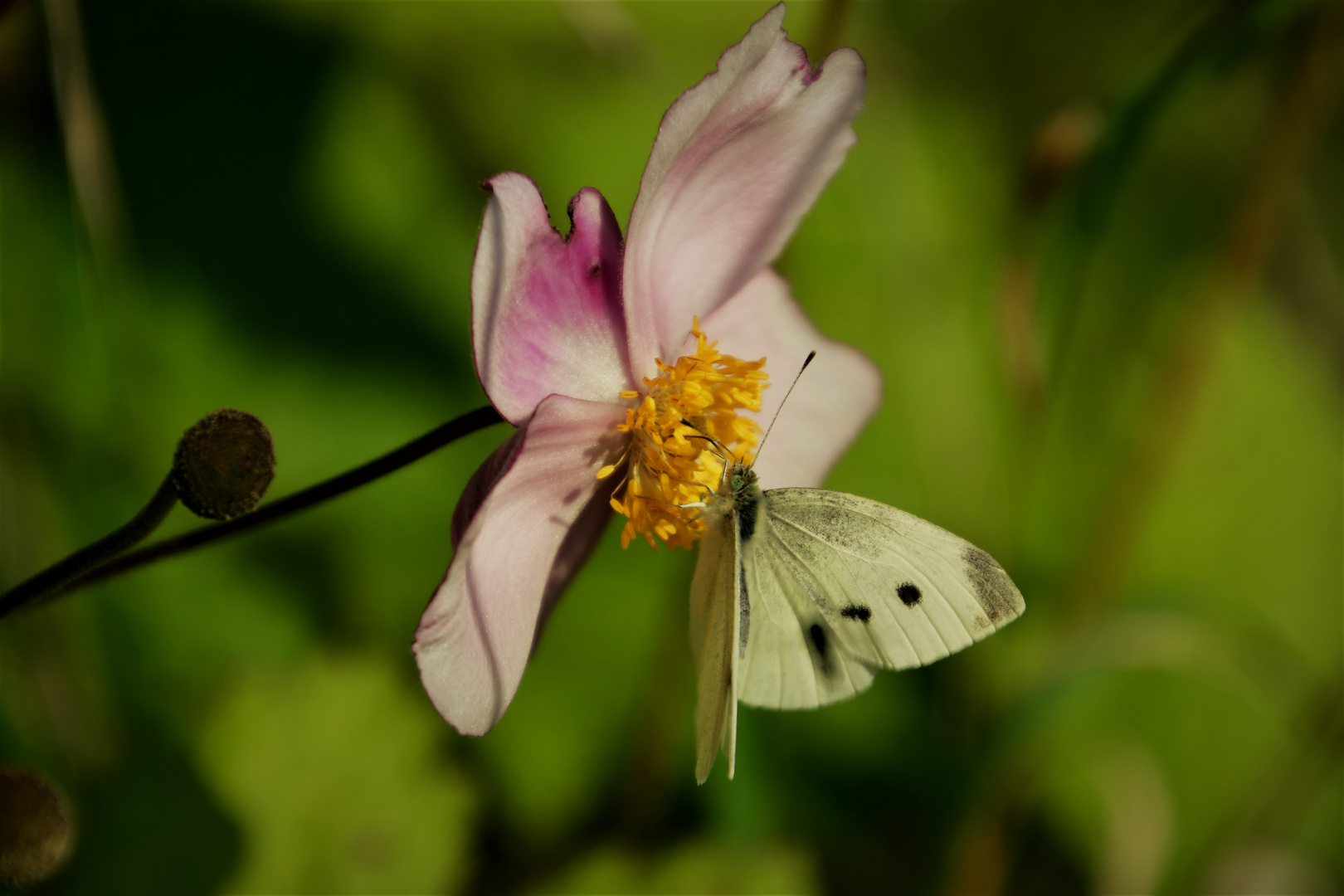  Die Herbst-Anemone (Anemone hupehensis)