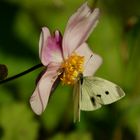  Die Herbst-Anemone (Anemone hupehensis)