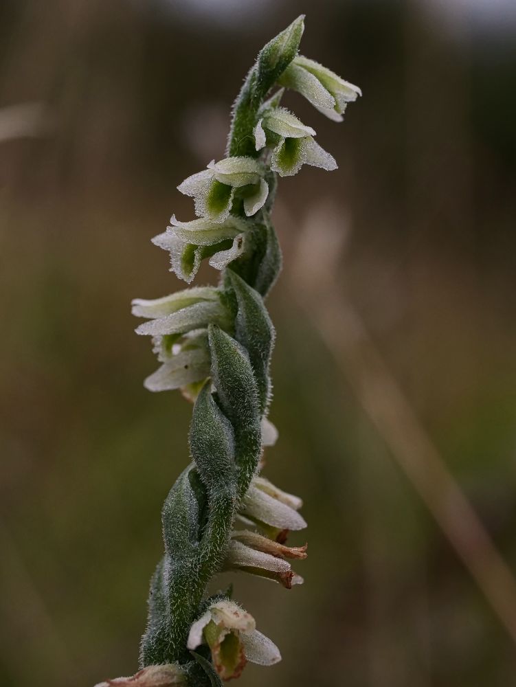 Die Herbst- Drehwurz (Spiranthes spiralis)