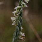 Die Herbst- Drehwurz (Spiranthes spiralis)