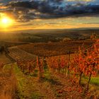 Die Herbst-Farben der Weinberge