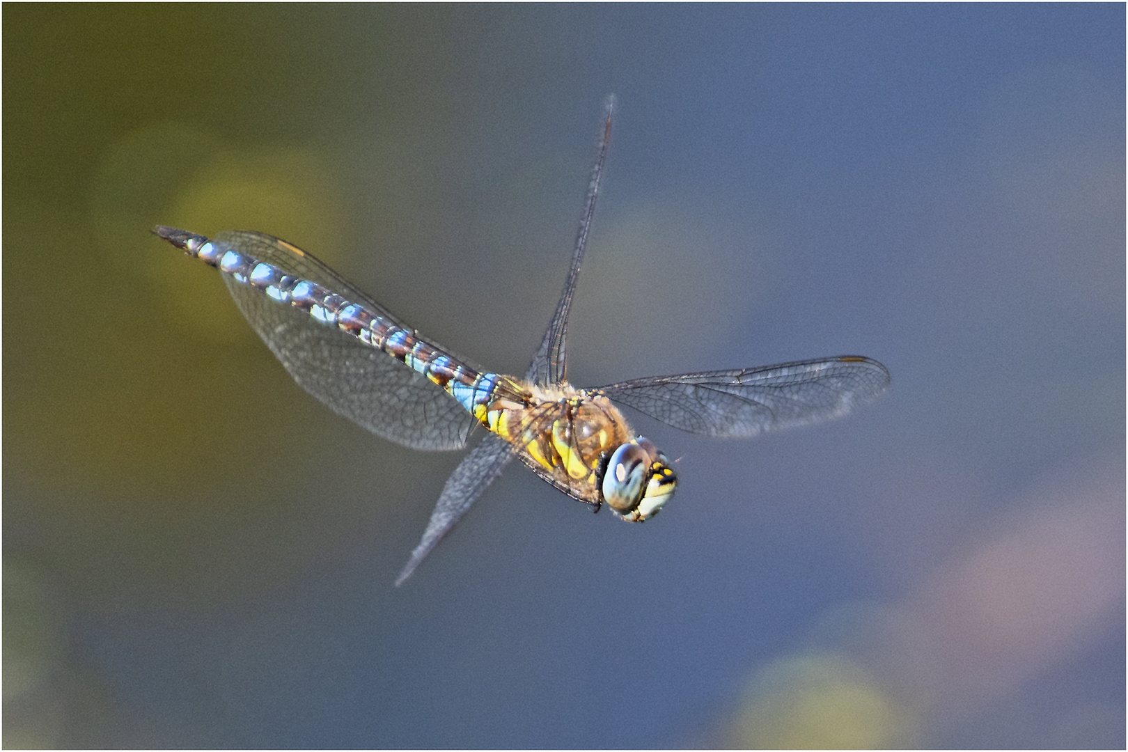 Die Herbst-Mosaikjungfer (Aeshna mixta) ist . . .