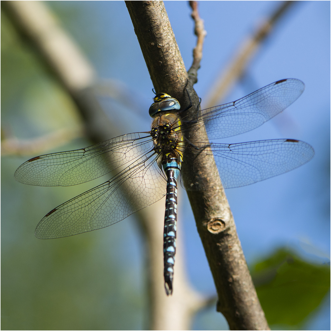 Die Herbst-Mosaikjungfer (Aeshna mixta) nutzte . . .