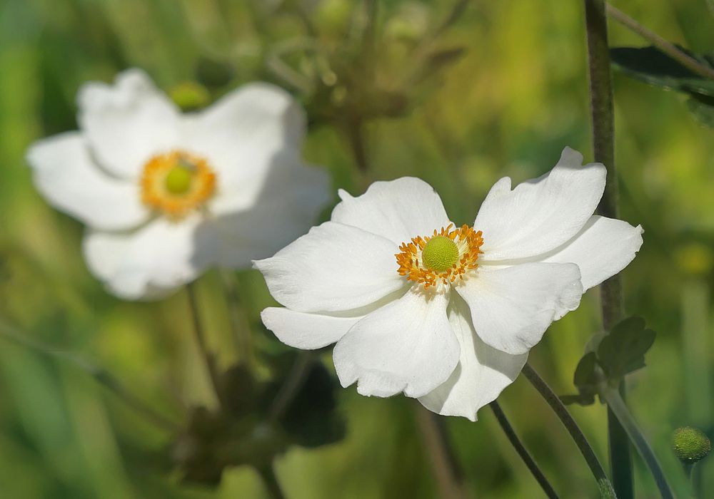 Die Herbstanemonen blühen