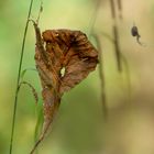 die Herbstaufführung