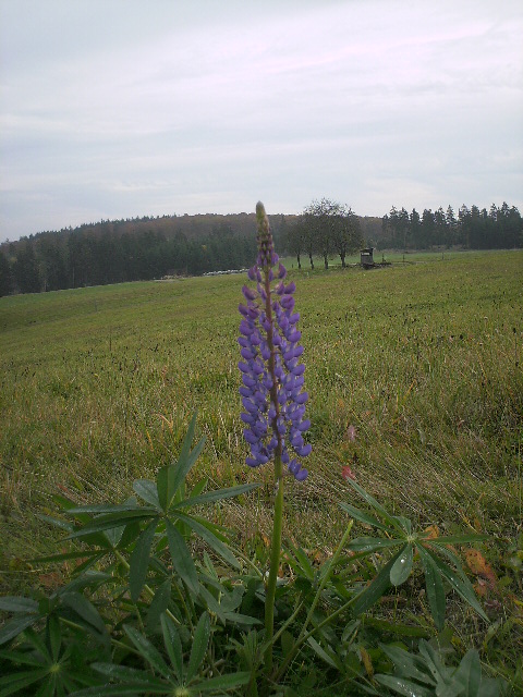 die Herbstblume