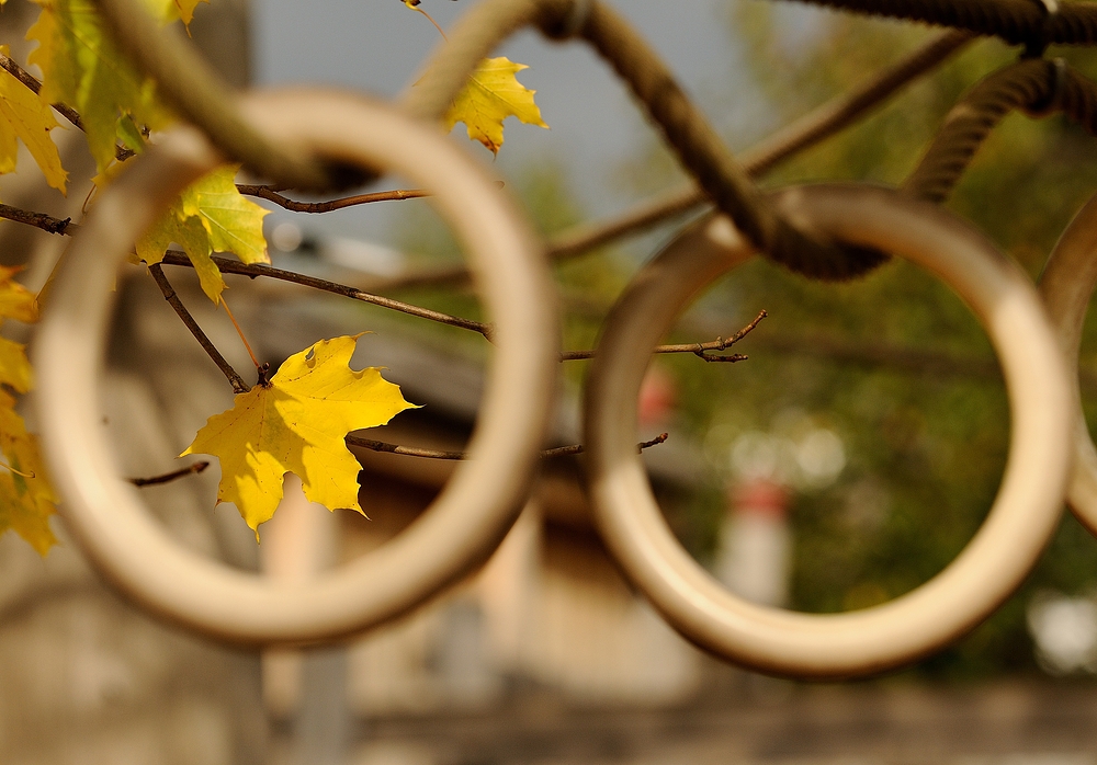 Die Herbstbrille, ich hätte das Blatt gerne in der Mitte des Ringes gehabt, habe...