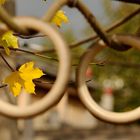 Die Herbstbrille, ich hätte das Blatt gerne in der Mitte des Ringes gehabt, habe...