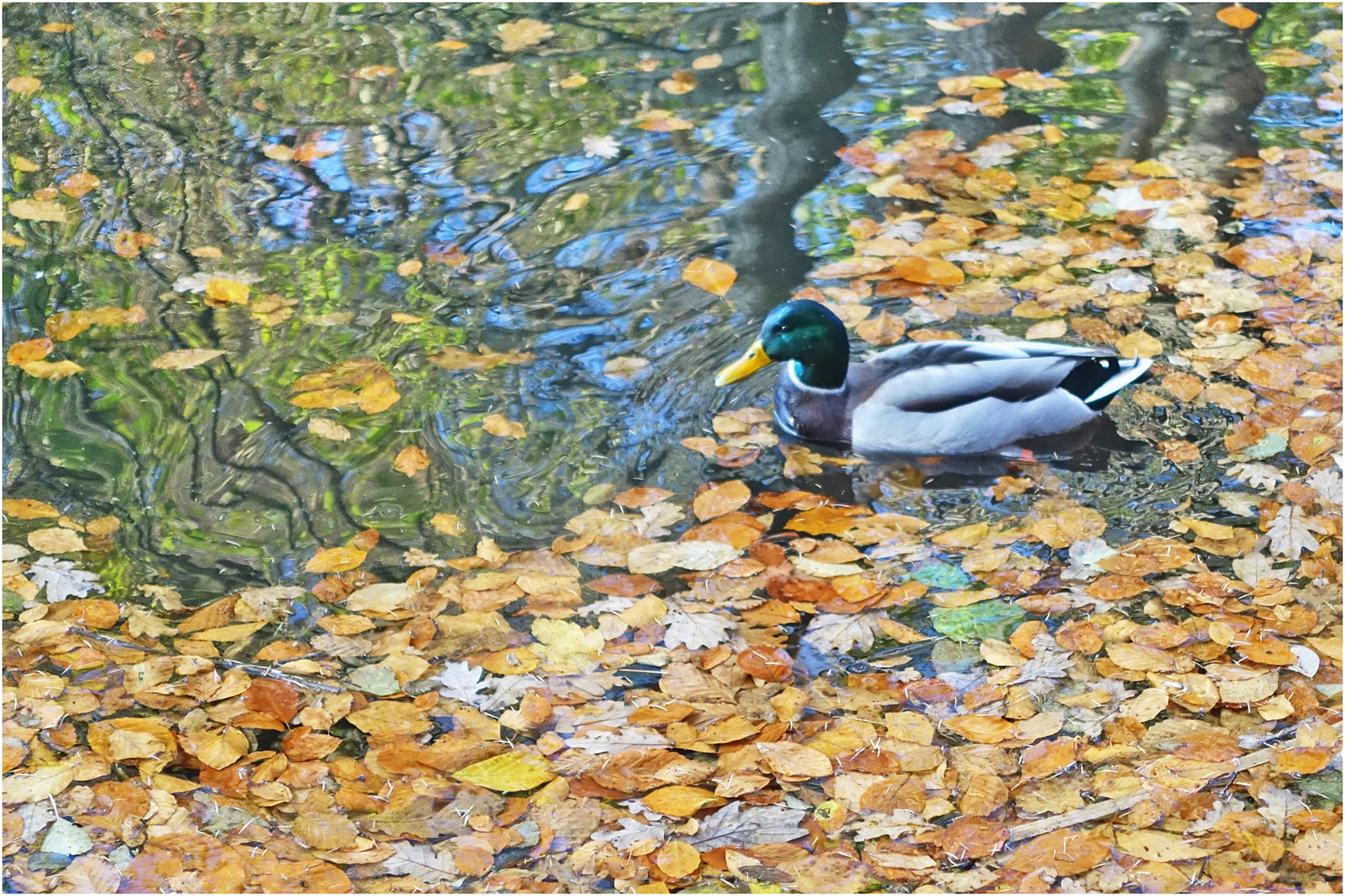 Die "Herbstente" suchte sich ihren . . .