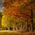 Die Herbstfärbung...