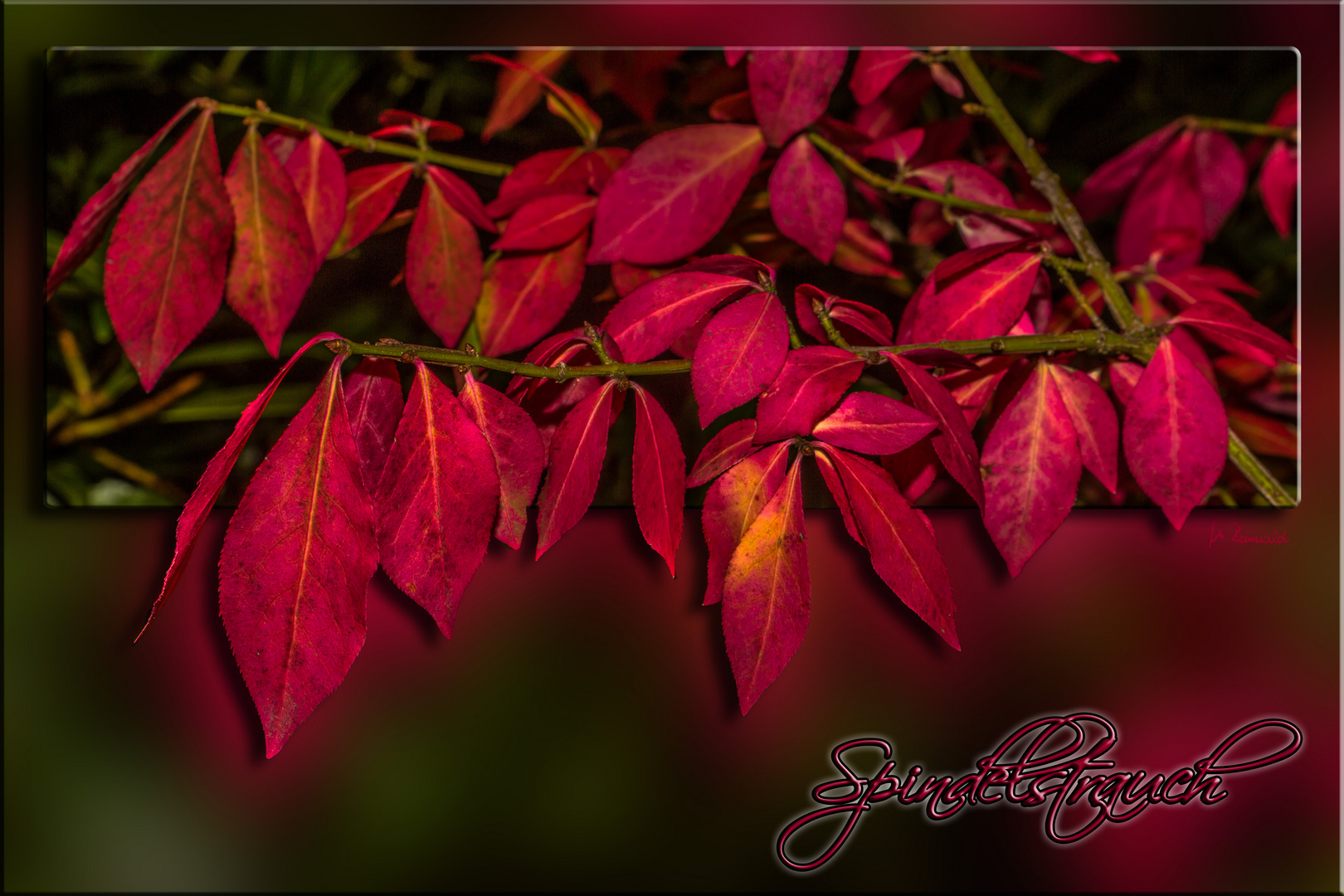 Die Herbstfärbung ....