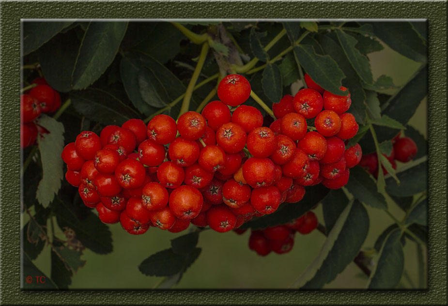 DIE HERBSTFARBE ROT