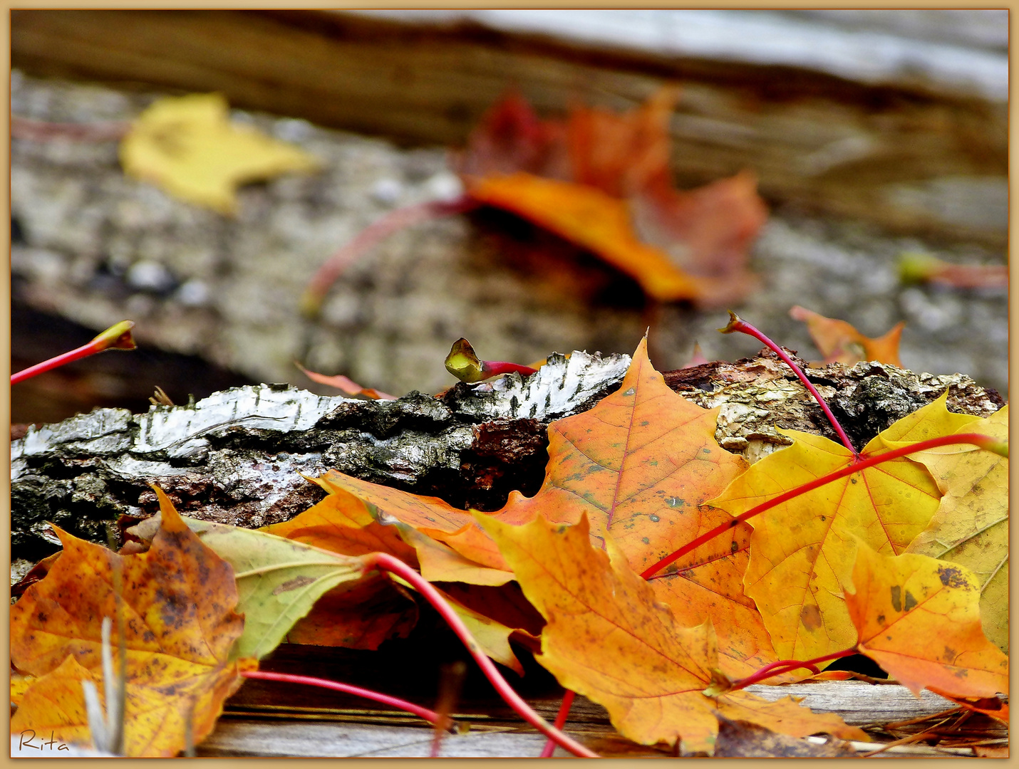 die Herbstfarben...