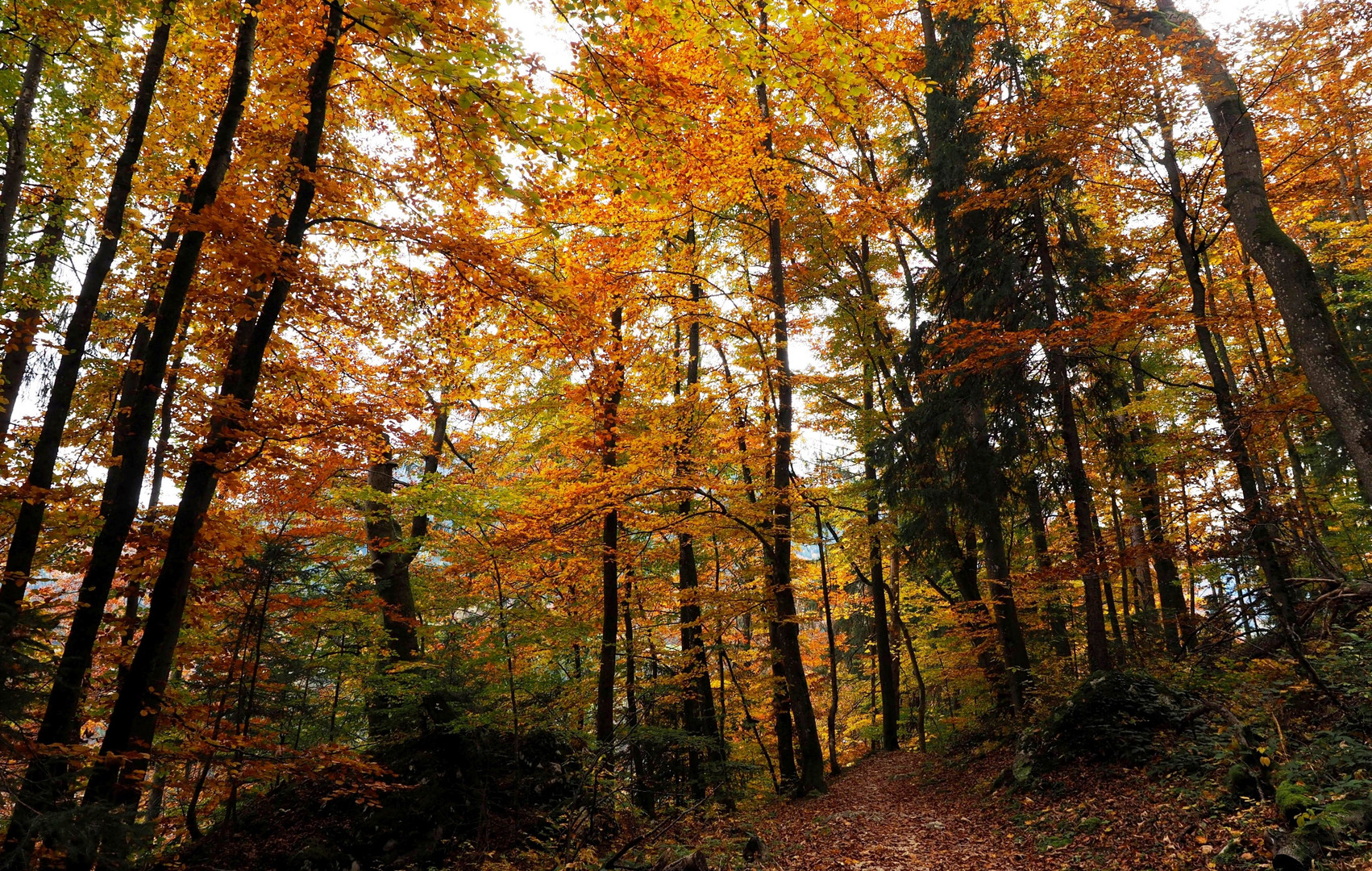 Die Herbstfarben des Bergwaldes