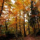 Die Herbstfarben des Bergwaldes