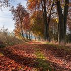 Die Herbstfarben des Waldes