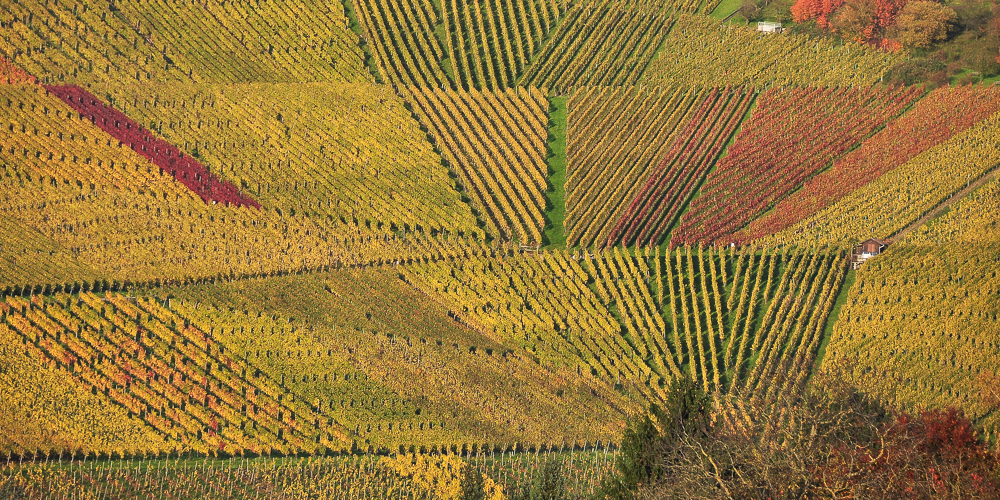 die Herbstfarben in diesem Jahr...