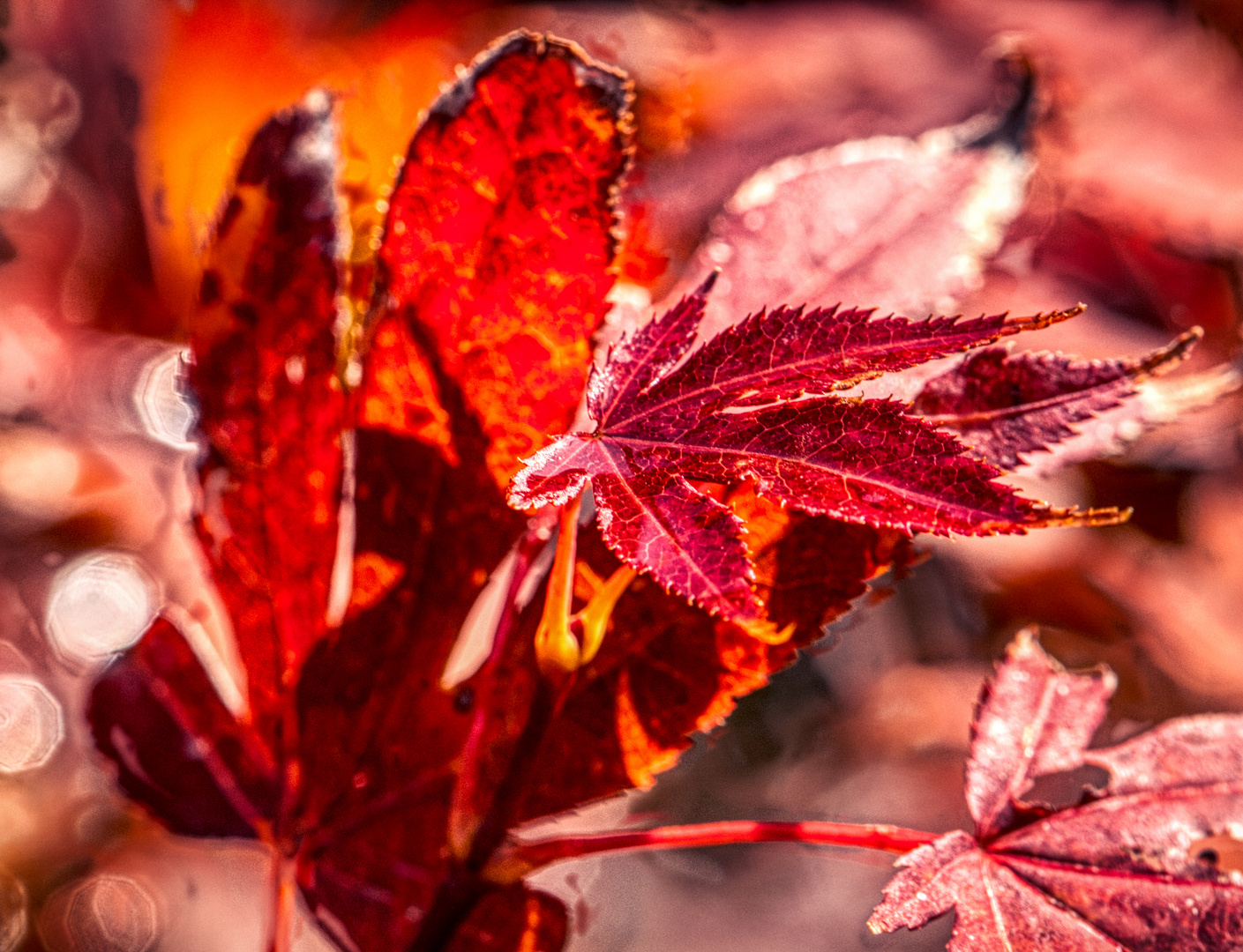 Die Herbstfarben kommen...