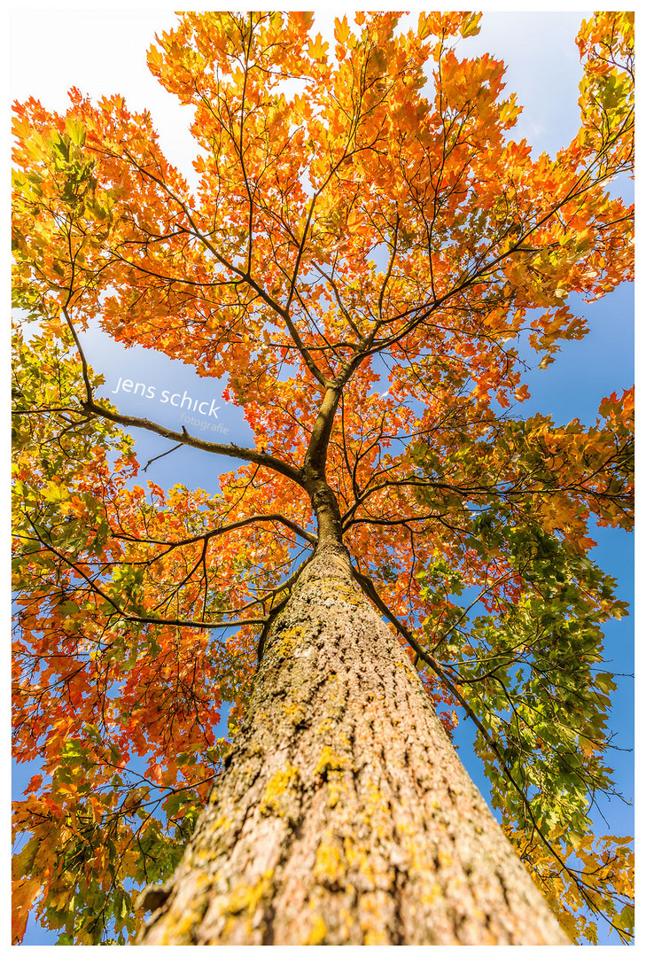 Die Herbstfarben sind Da!