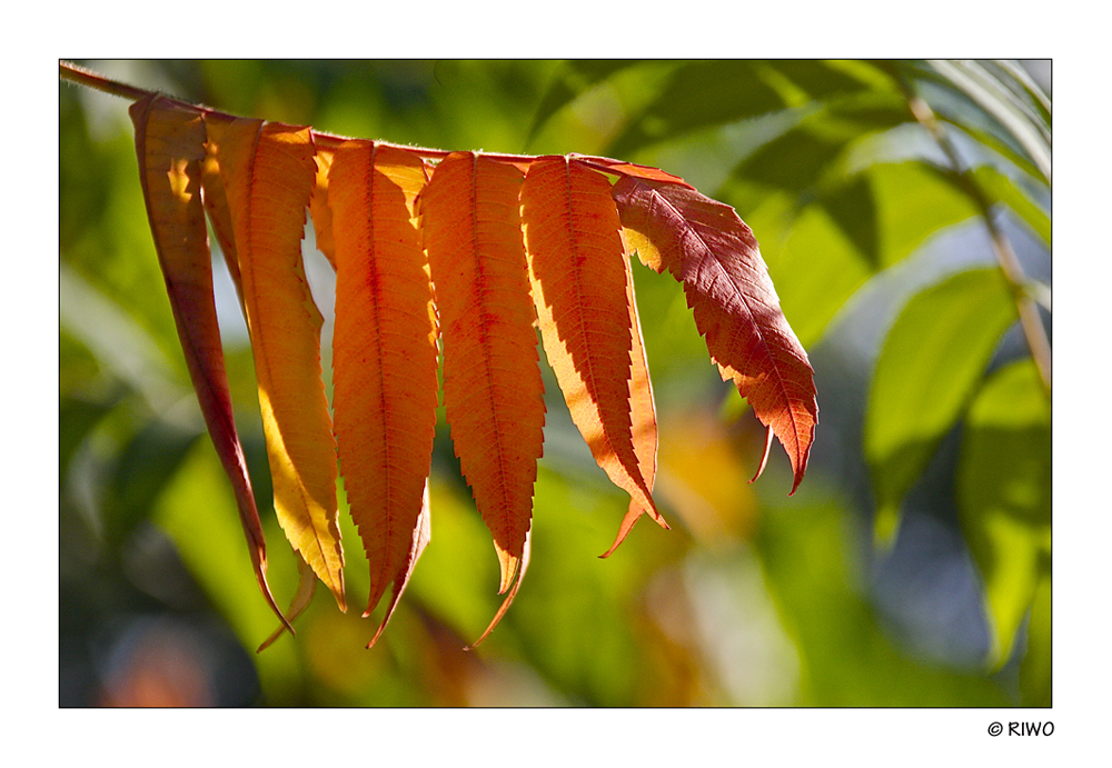 die Herbstfarben sind da..........