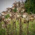 Die Herbstgeister tanzen