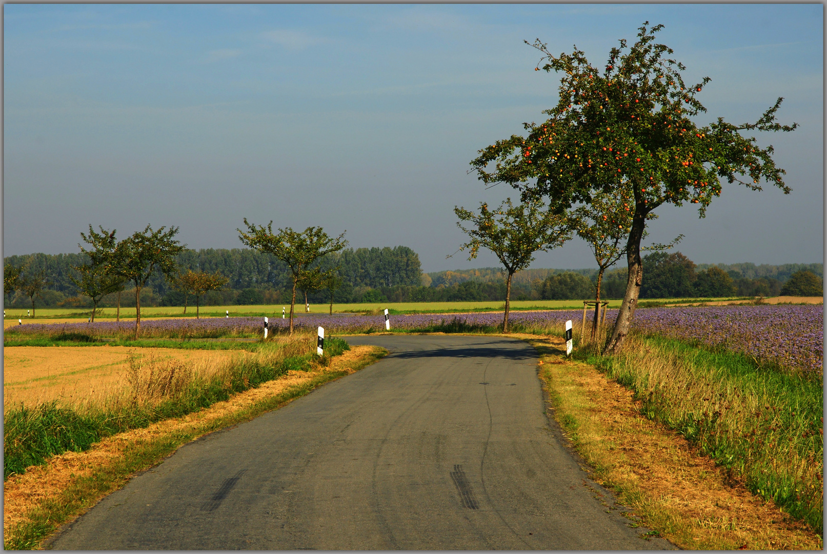 Die herbstliche Börde.