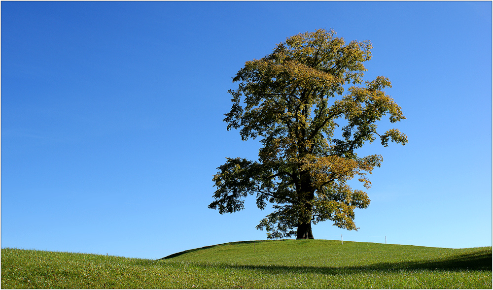 Die herbstliche Einsamkeit des Mächtigen