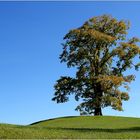 Die herbstliche Einsamkeit des Mächtigen