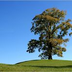 Die herbstliche Einsamkeit des Mächtigen